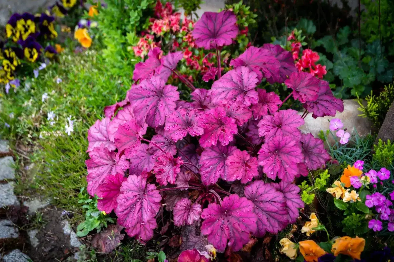 Najpiękniejsze cieniolubne kwiaty ogrodowe - poznaj rośliny nielubiące słońca