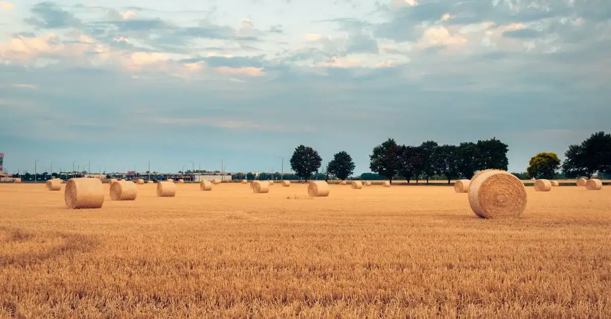 Jakie są najnowsze trendy w sprzedaży pszenicy? Analiza GUS
