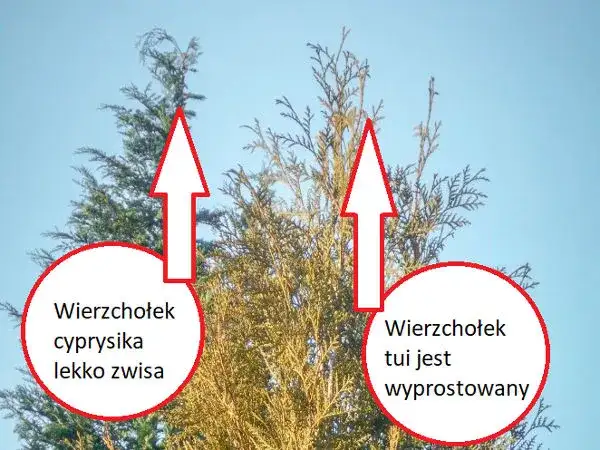 Cyprys czy tuja na żywopłot? Która roślina lepiej spełni Twoje oczekiwania?
