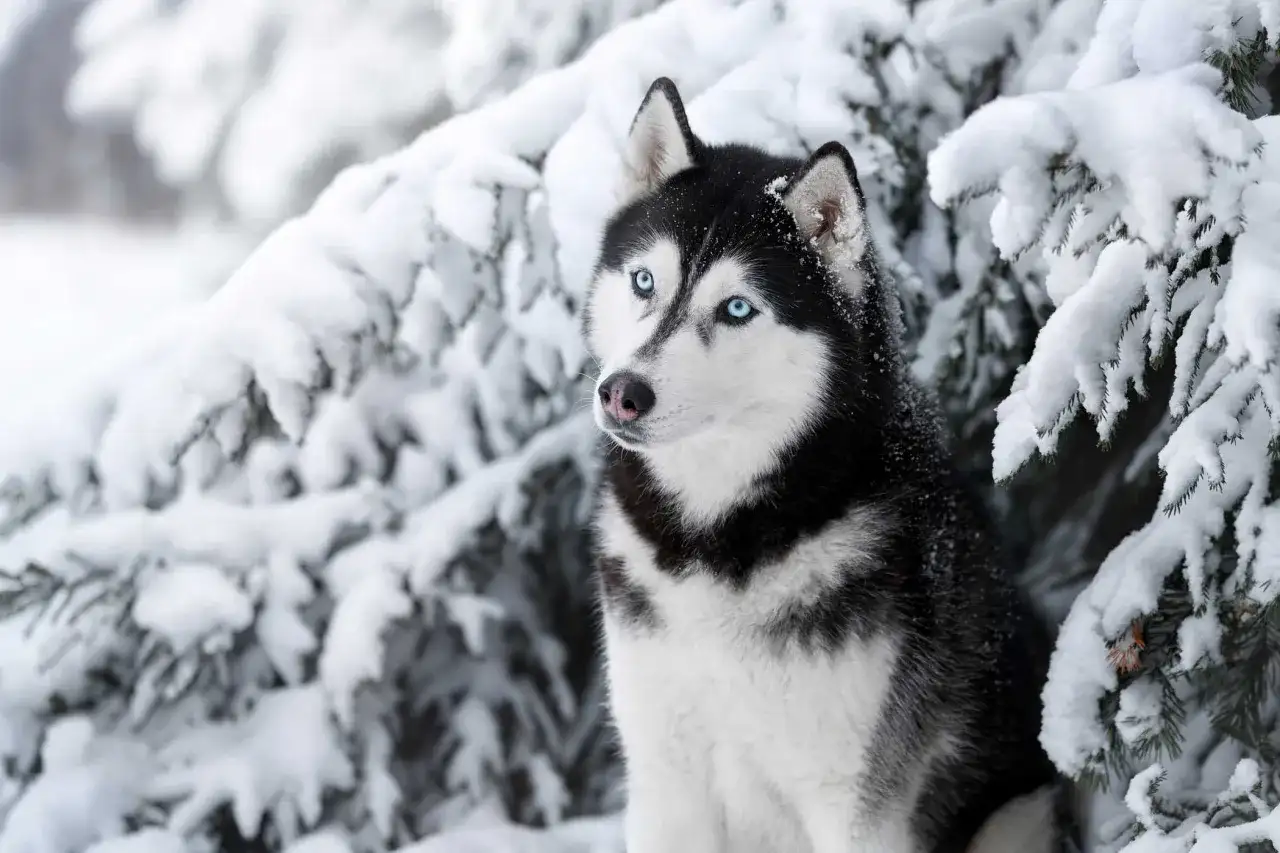 Ile kosztuje szczeniak husky? Sprawdź ceny i uniknij ukrytych kosztów!