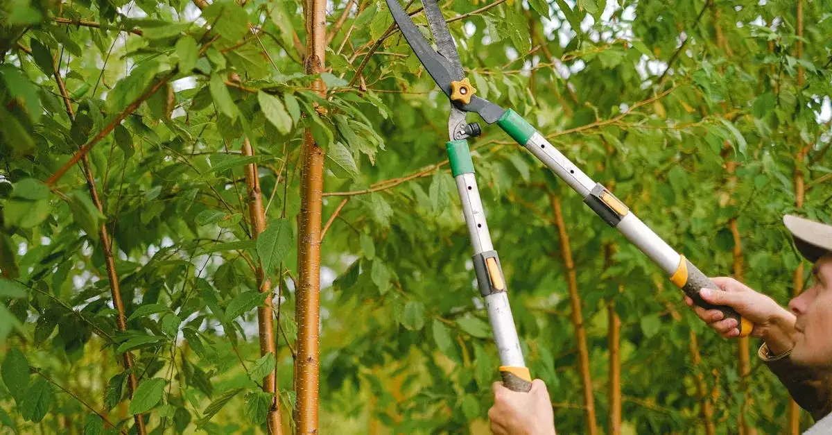 Jak obcinać jabłonie? Najlepsze techniki przycinania drzew owocowych