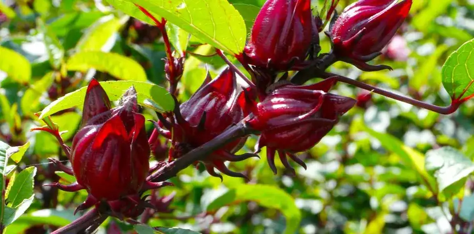 Hibiskus ogrodowy nie jest jadalny - poznaj prawdę o roślinie