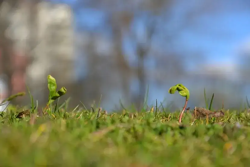 Ile czasu kiełkuje trawa? Co wpływa na jej tempo wzrostu?
