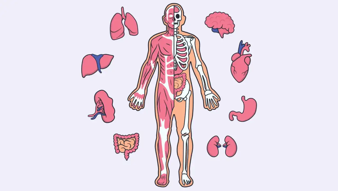 Ilustracja przedstawia ludzką anatomię z organami: płucami, wątrobą, nerkami, jelitami, mózgiem, sercem i żołądkiem.