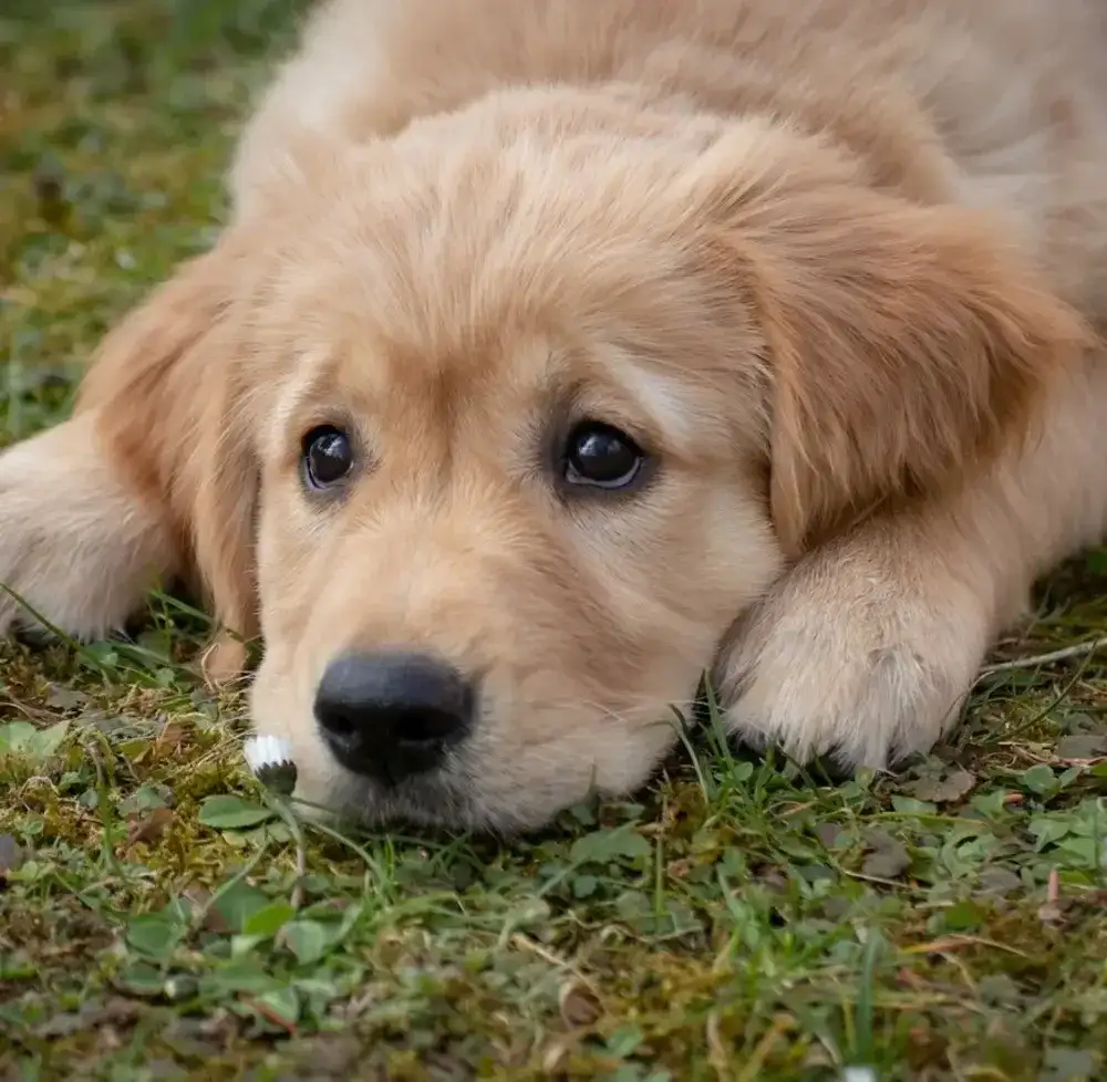 Ile kosztuje golden retriever? Pełne koszty zakupu i utrzymania