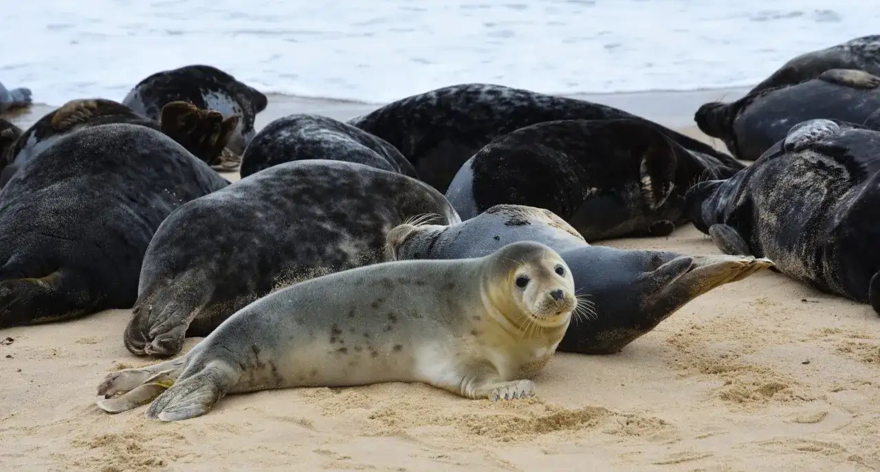 Foki na wyspie sobieszewskiej odpoczywają na piaszczystej plaży. Widać ich wiele, leżą blisko siebie.