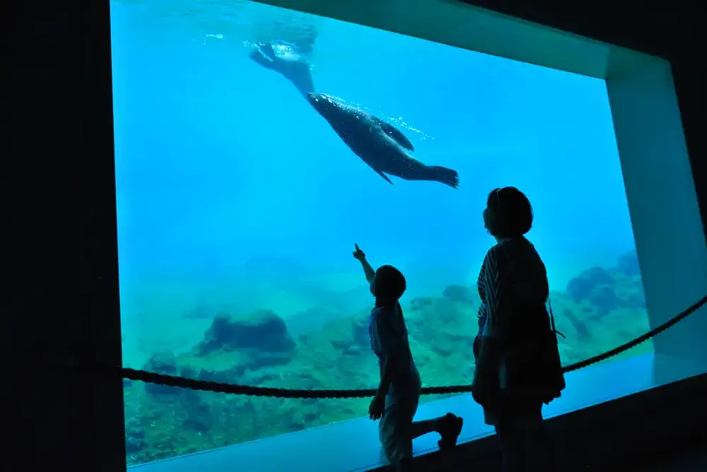 Oceanarium Gliwice: Odkryj niezwykłe atrakcje morskie w okolicy