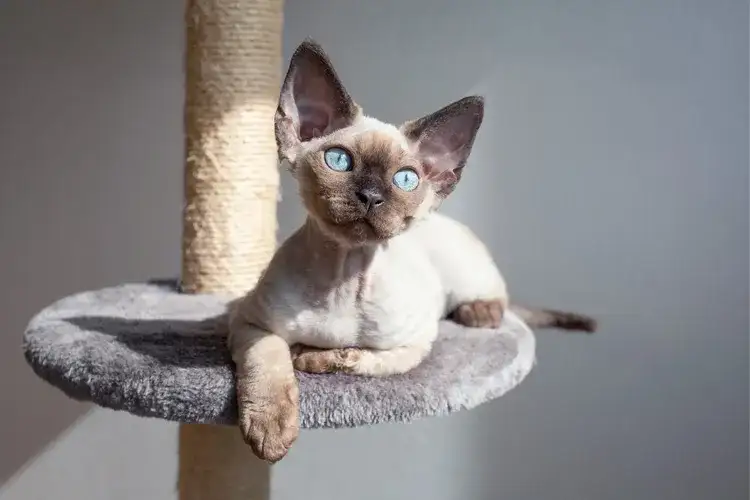 Standard oceny kotów Devon Rex: kluczowe cechy i punkty scoringowe