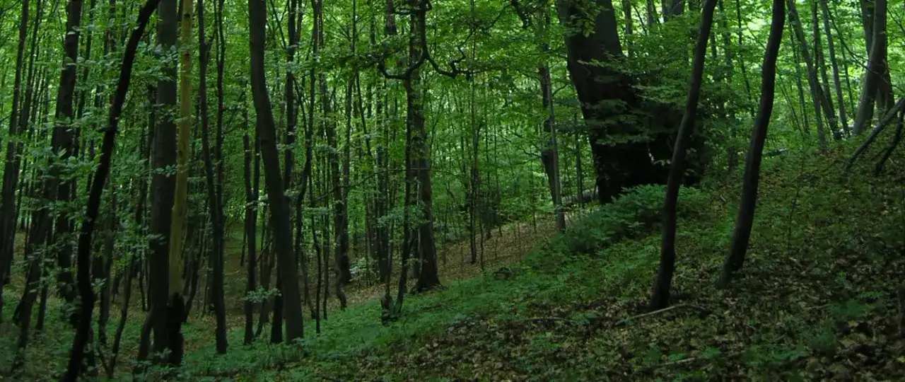 Rezerwat przyrody Góra Chełm - tajemnice i atrakcje w naturze