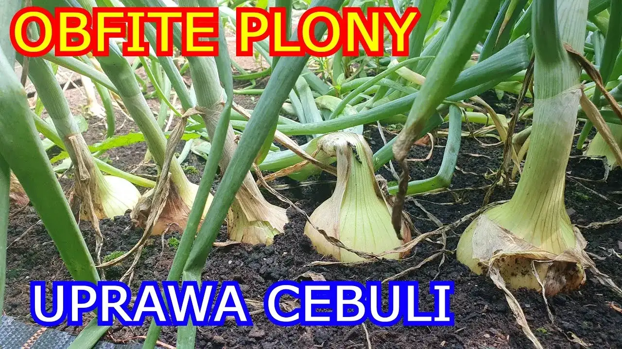 Jak uprawiać cebulę z nasion: proste kroki do zdrowych plonów