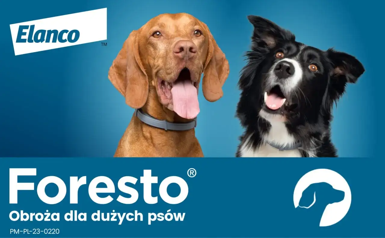 Obroża Foresto – czy można kąpać psa bez obaw o jej skuteczność?