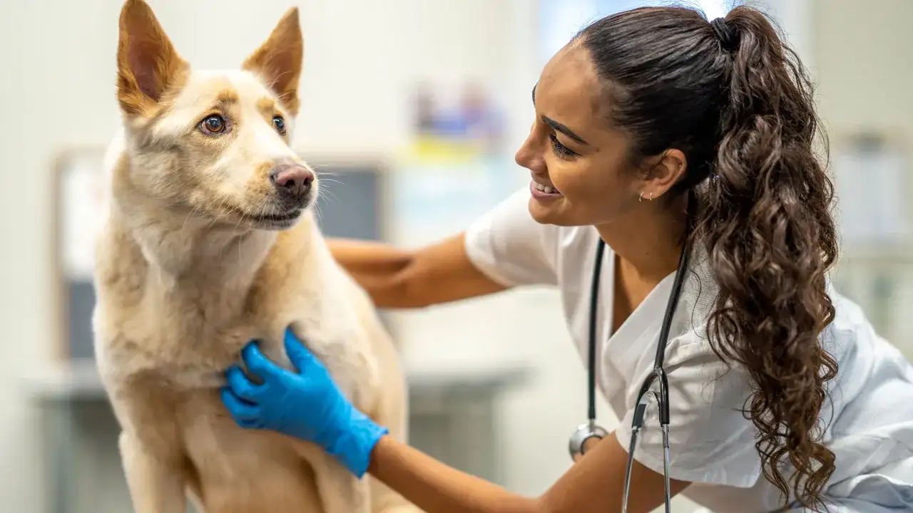 Weterynarz w niebieskich rękawiczkach bada psa. Szybka diagnoza i troska o zdrowie czworonoga.