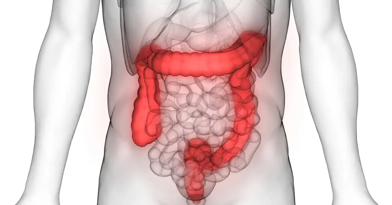 Anatomia jelita grubego, uwidoczniona w czerwonym kolorze, pokazuje jego złożoną strukturę w ludzkim ciele.