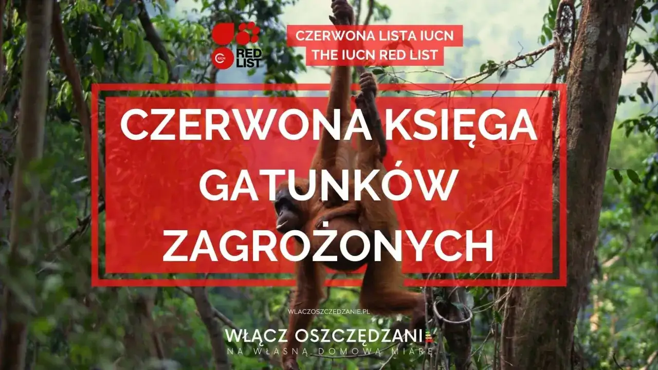 Orangutan z dzieckiem wisi na drzewie, symbolizując gatunki z **czerwonej księgi gatunków zagrożonych**.