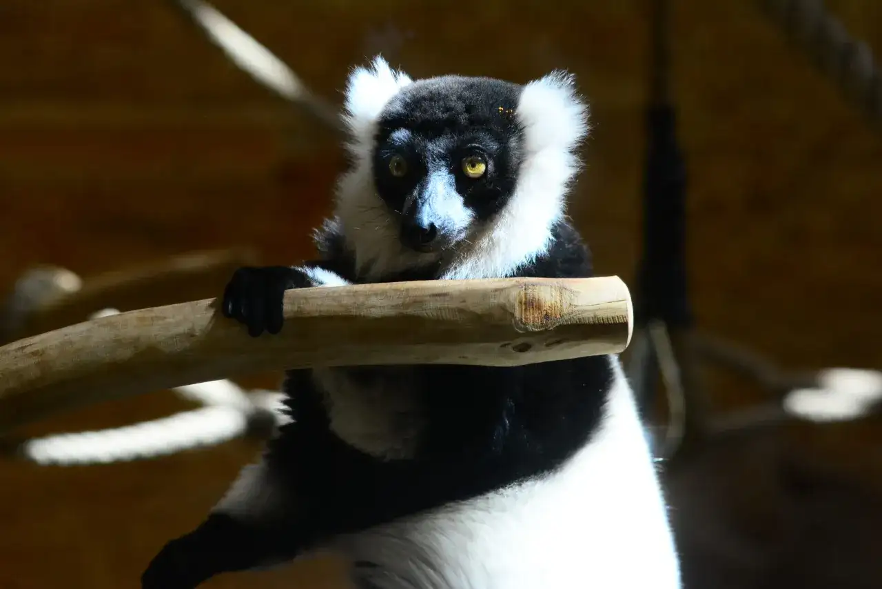 Czarno-biały lemur siedzi na gałęzi, jego oczy błyszczą. To jeden z gatunków, które są endemity Madagaskaru.