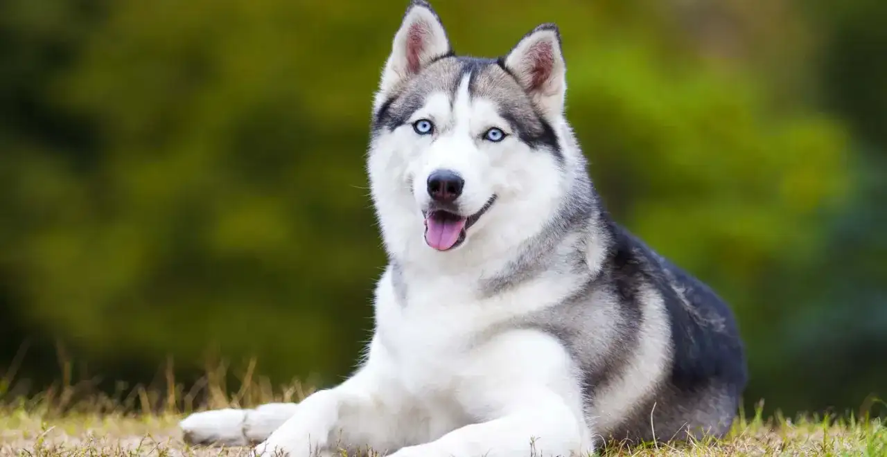 Jak wygląda husky? Poznaj charakterystyczne cechy i kolory tej pięknej rasy