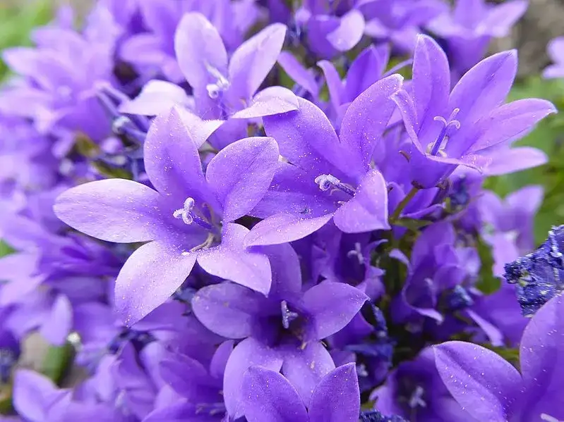  Campanula dzwoneczki doniczkowe - piękne fioletowe kwiaty do ogrodu