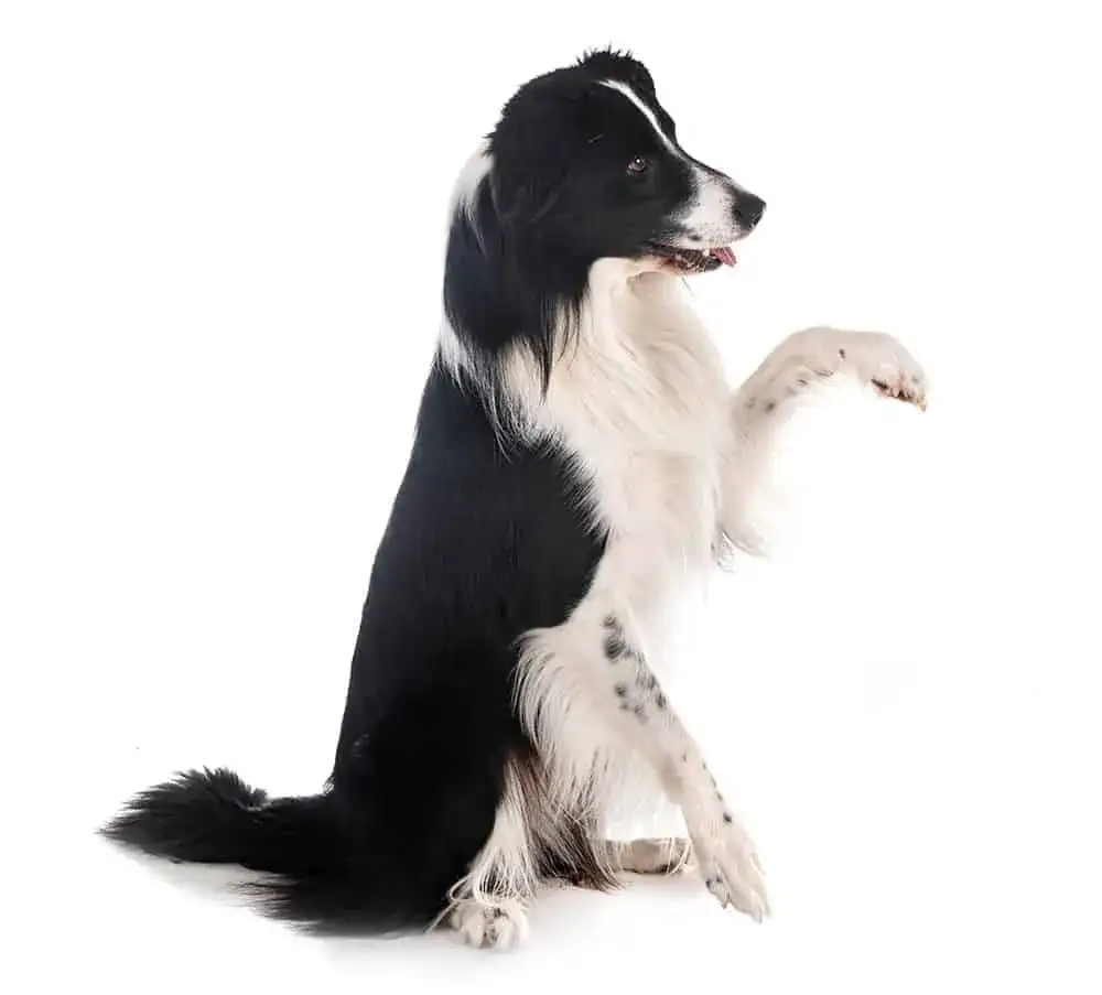 Jak wytresować Border Collie? Kompletny przewodnik