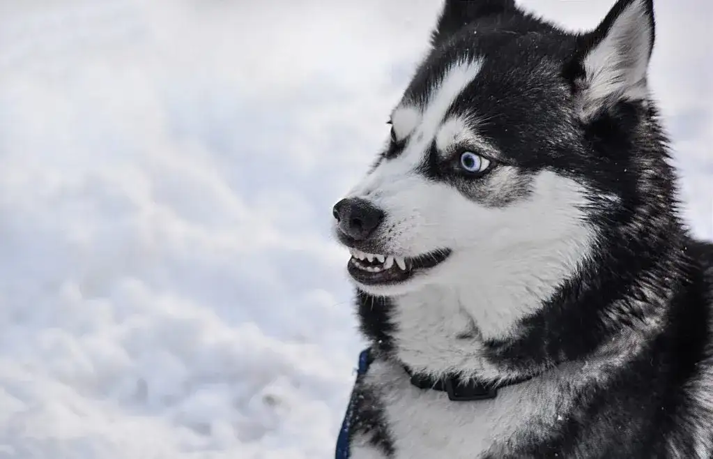 Czy husky jest agresywny? Prawda o zachowaniu i temperamentie tej rasy