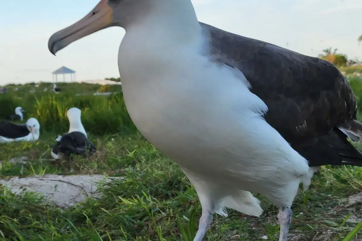 Wielki albatros, najcięższy ptak latający, stoi na trawie. W tle inne ptaki i altana.