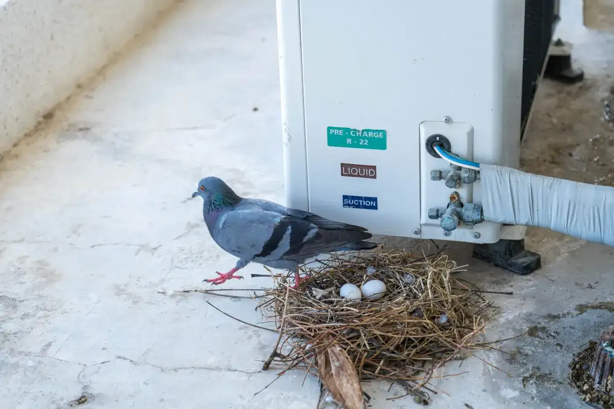 Gołąb przy gnieździe z jajkami na balkonie, obok jednostki klimatyzacyjnej. Jak pozbyć się gołębi z balkonu?