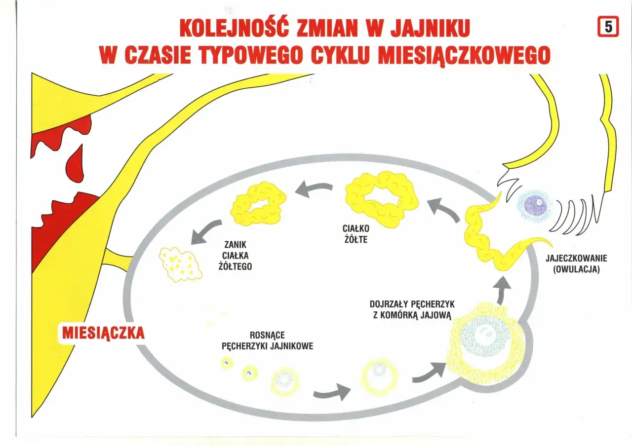 Cykl miesiączkowy: miesiączka, rosnące pęcherzyki jajnikowe (faza folikularna), dojrzewanie komórki jajowej, owulacja, zanik ciałka żółtego.