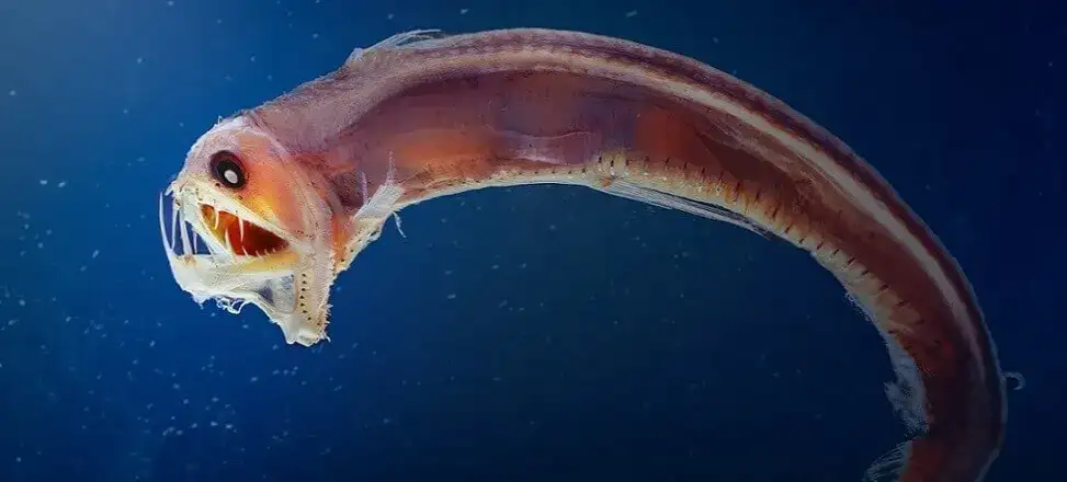 Ile oceanu jest odkryte? Zaskakujące fakty o głębinach oceanicznych