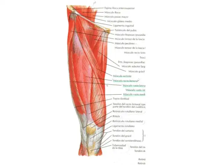 Todo sobre el músculo anterior del muslo: funciones y anatomía esenciales