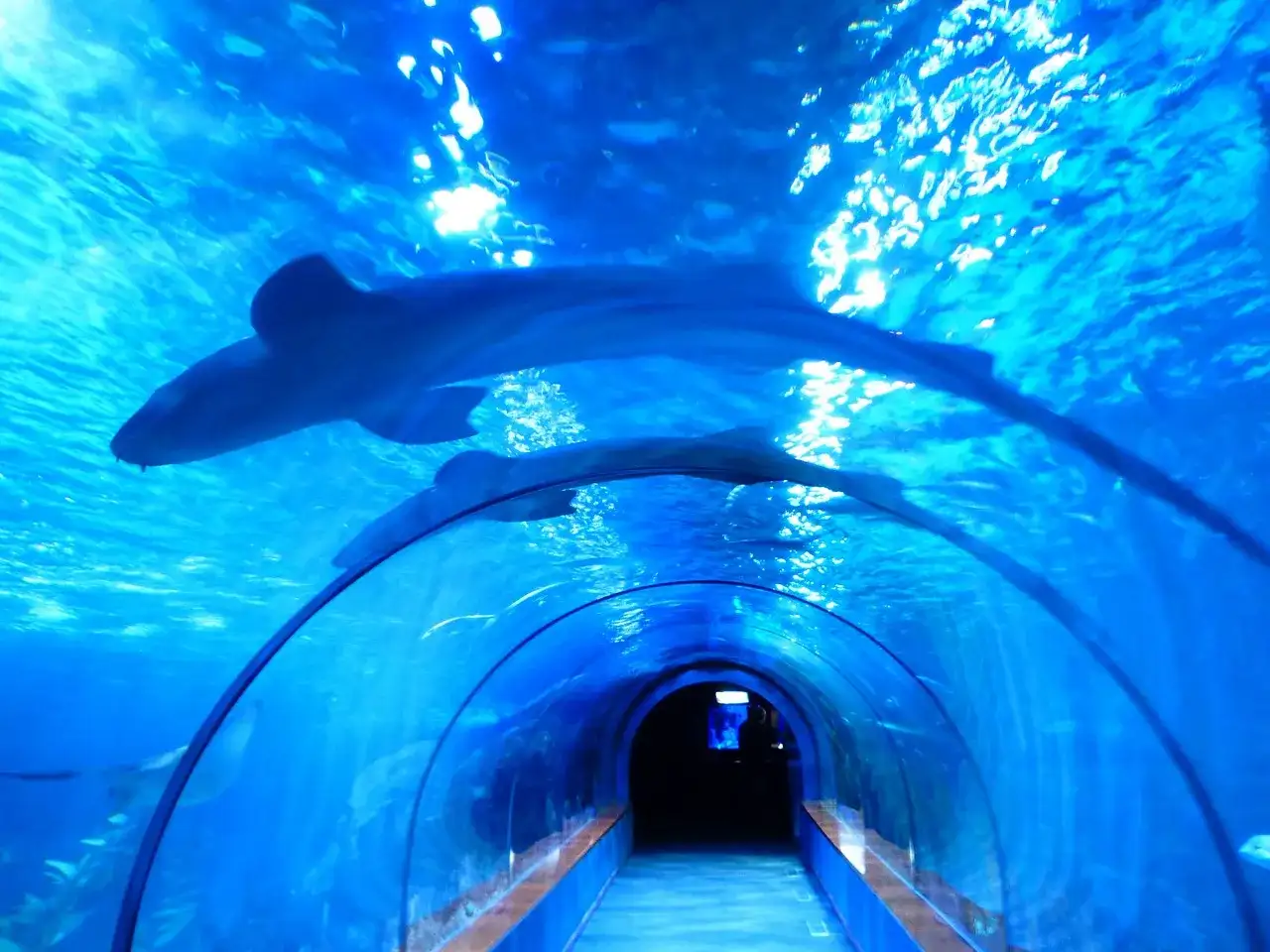 Oceanarium w Łodzi: Niezapomniane atrakcje i tajemnice Orientarium