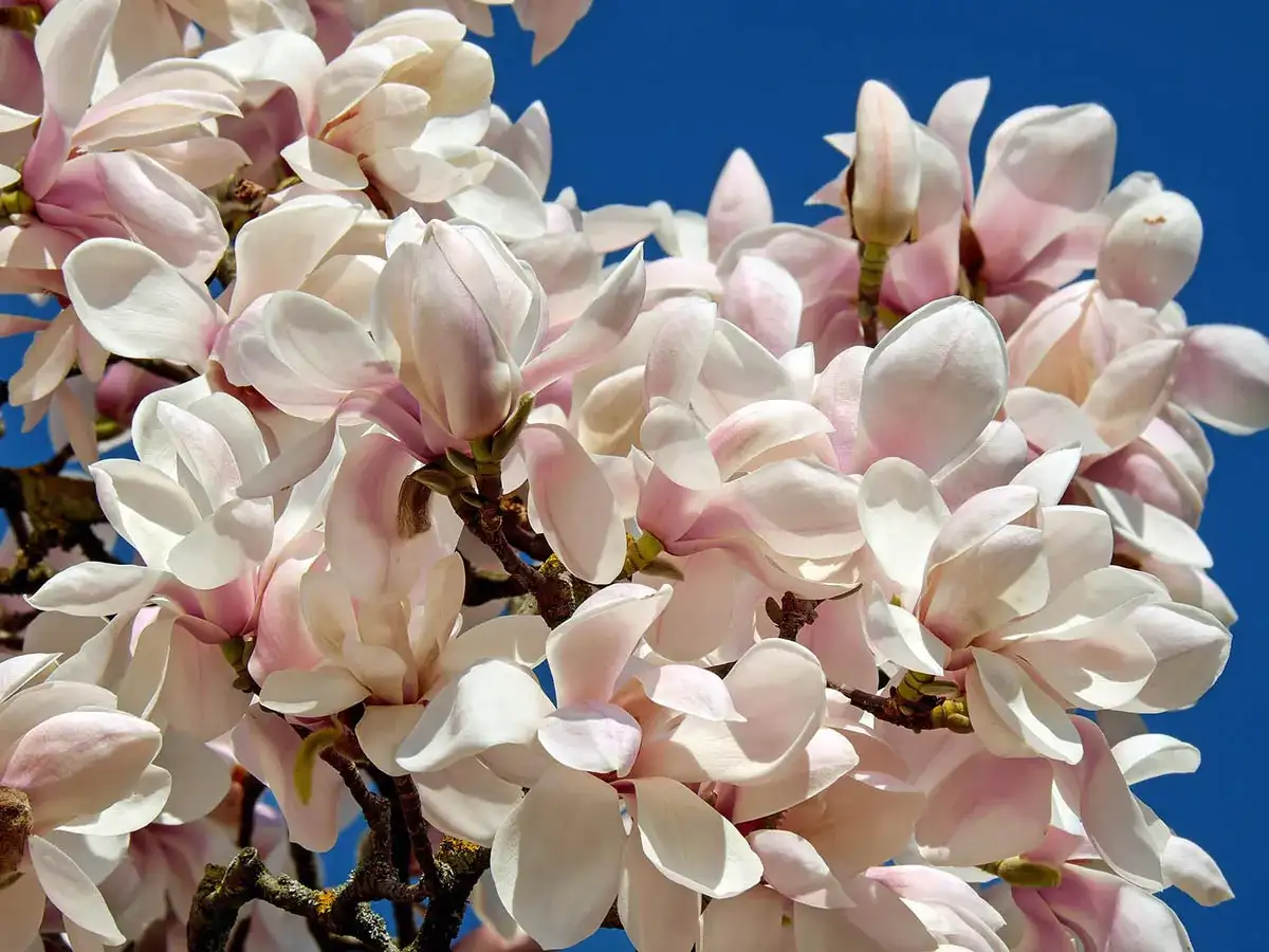 Delikatne, różowo-białe kwiaty magnolii na tle błękitnego nieba. Idealny czas, kiedy sadzić magnolię do gruntu, to wiosna lub jesień.