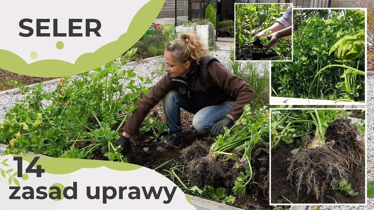 Jak uprawiać seler - proste sposoby na zdrowe i obfite plony
