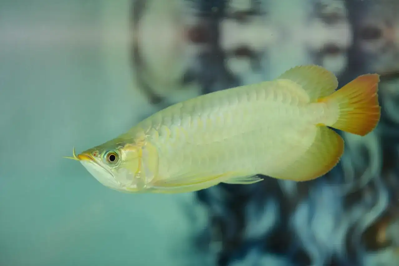 Złota arowana pływa w akwarium, gdzie twardość wody jest kluczowa dla jej zdrowia.