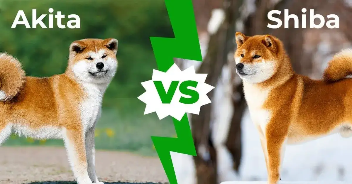 Akita Inu czy Shiba Inu? Który pies pasuje do Ciebie?