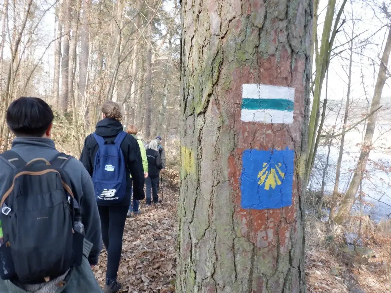 Grupa turystów w lesie, na drzewie oznaczenia szlaków PTTK: biało-zielony i niebieski z żółtą muszlą.