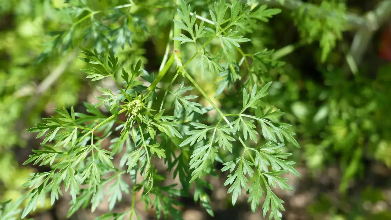 Zielone, pierzaste liście rośliny z drobnymi białymi kwiatostanami.
