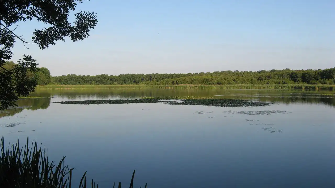 Spokojne jezioro z liliami wodnymi i zalesionym brzegiem w tle.