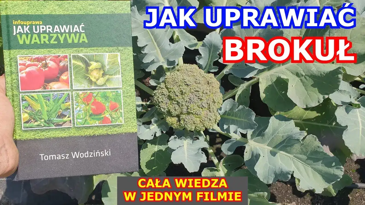 Jak uprawiać brokuły: kluczowe wskazówki dla udanej uprawy