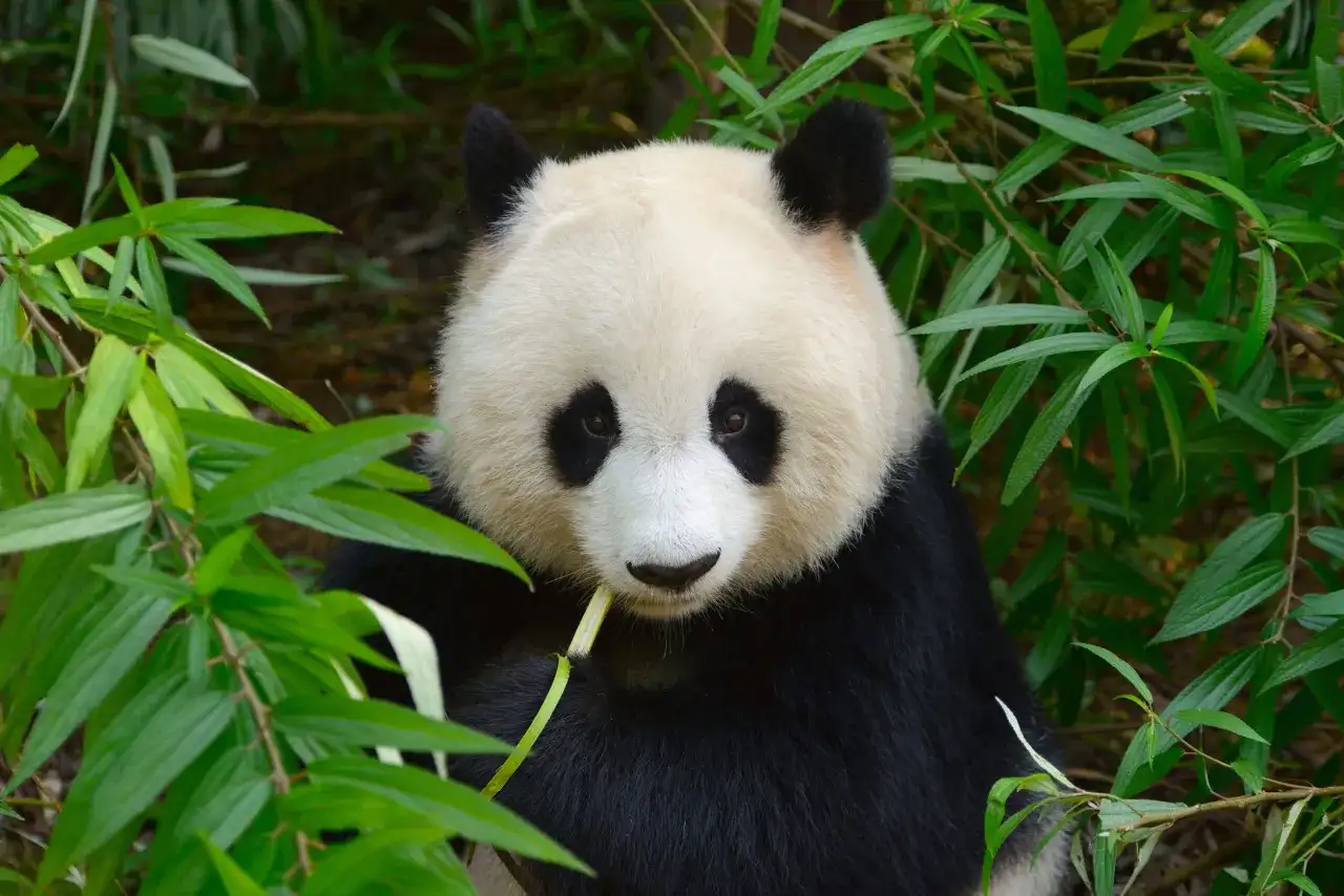 Czy panda jest zagrożona wyginięciem? Poznaj jej prawdziwy status ochrony