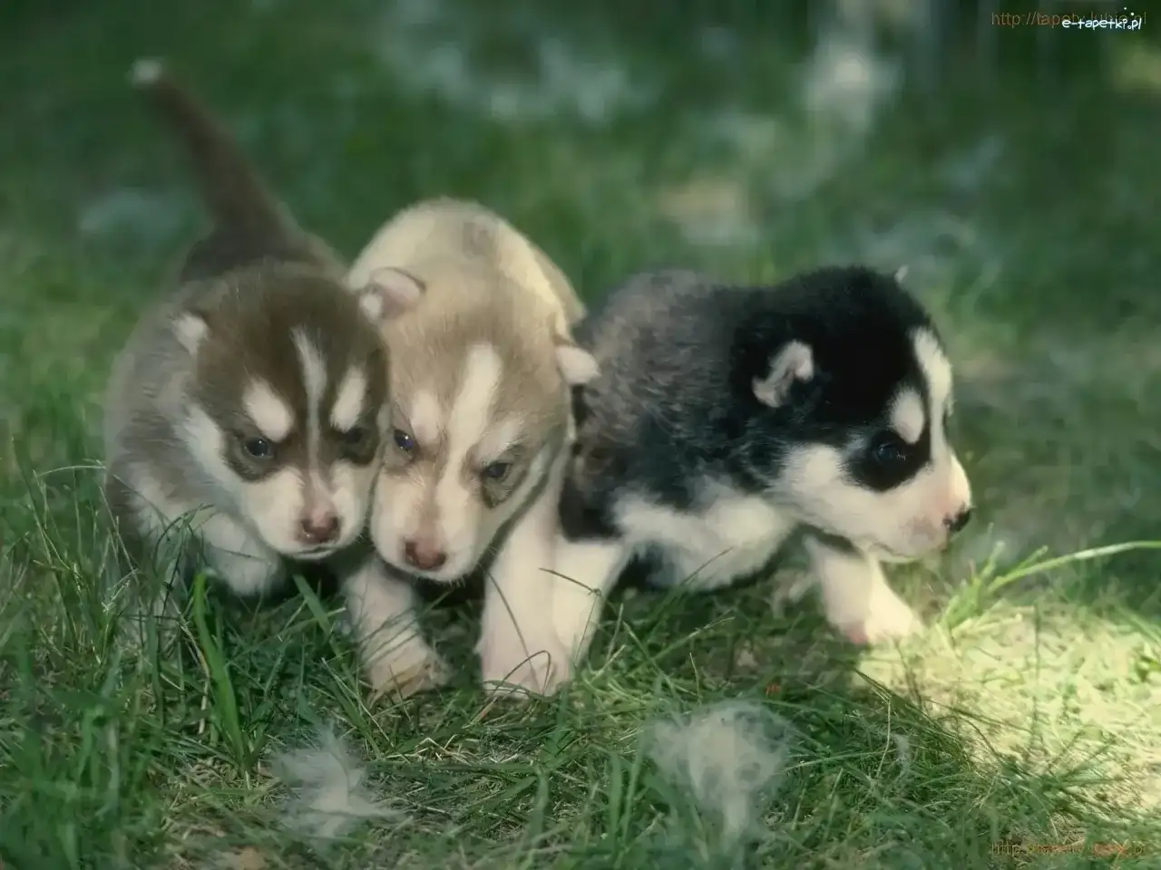 Czy husky szczeka? Prawda o zachowaniu i wokalizacji tej rasy psów