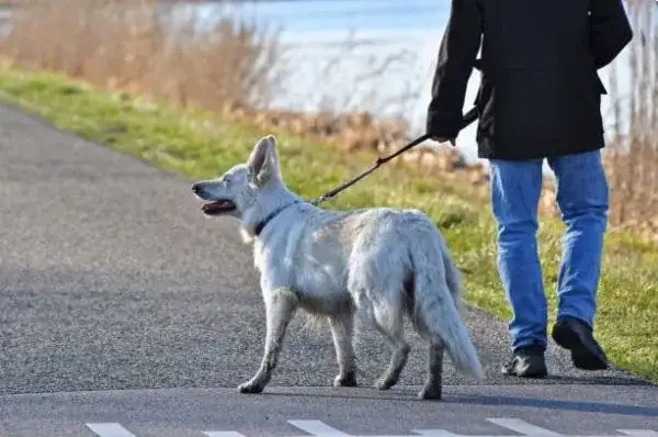 Gdzie na spacer z psem w Opolskim? Odkryj idealne miejsca dla pupila
