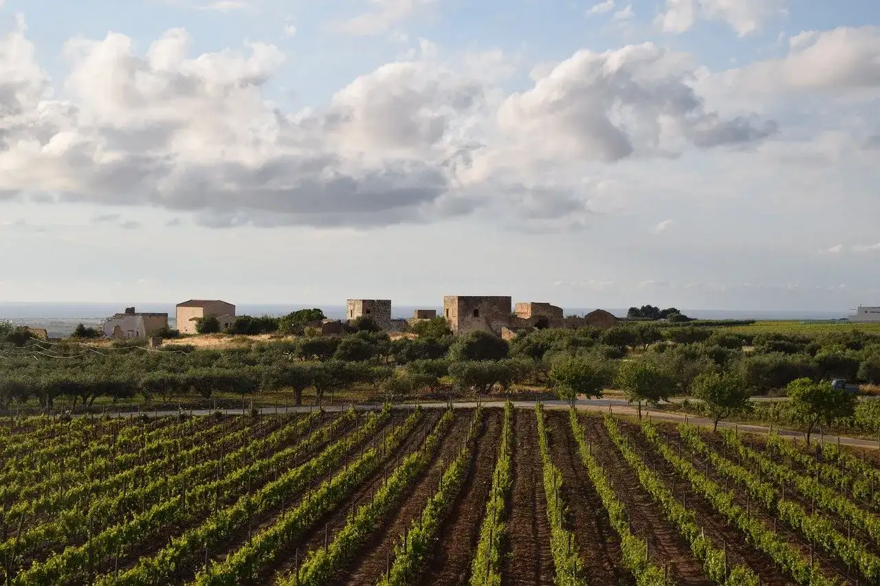 Gdzie kupić wino Marsala? Sprawdź najlepsze opcje i ceny