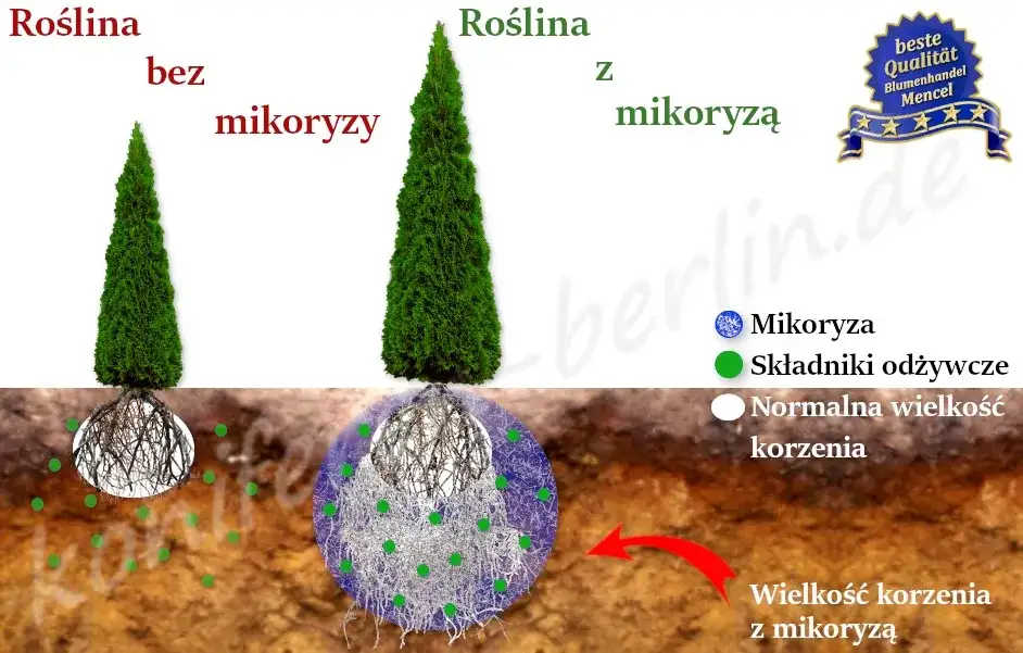 Czy tuje mają duże korzenie? Jak uniknąć problemów z systemem korzeniowym żywotników