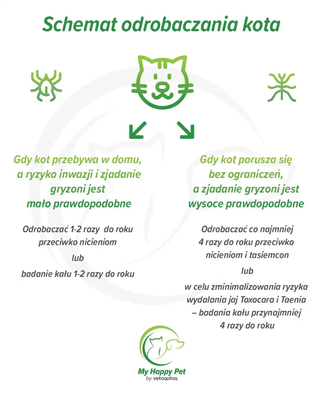 Jak często odrobaczać kota, by uniknąć problemów zdrowotnych?