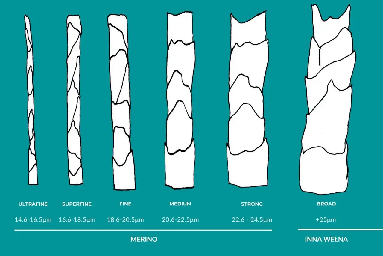 Porównanie grubości włókien: ultrafine, superfine, fine, medium, strong wełna z merynosa oraz inna wełna.
