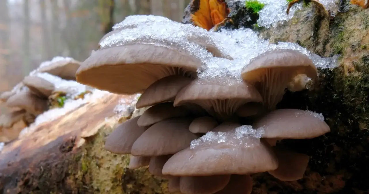 Grzyby w lutym? Tak! Jakie jadalne znajdziesz w lesie?
