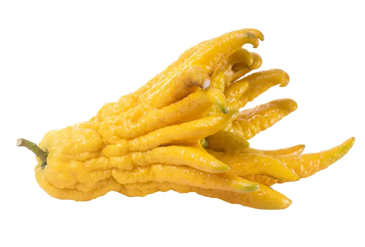 Owoc ręka Buddy: Niezwykły cytrus o duchowej nazwie i właściwościach