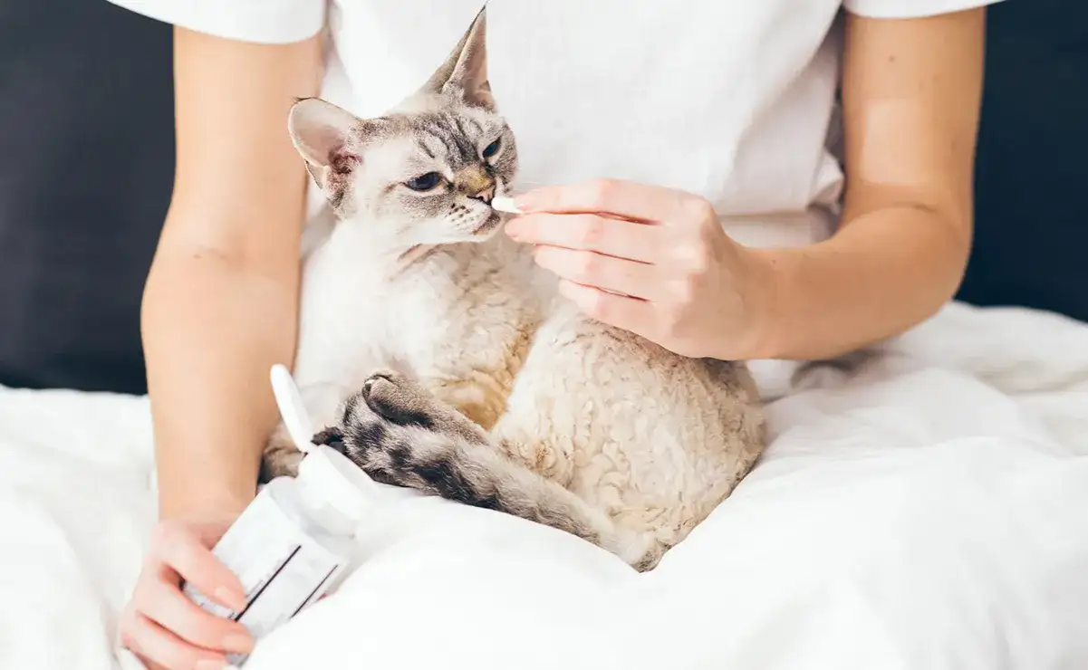 Biegunka i wymioty u kota: jak rozpoznać, leczyć i zapobiegać problemom