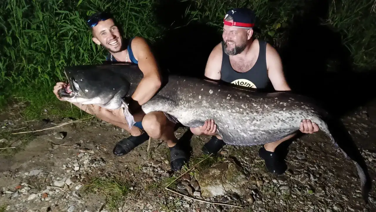 Jaki haczyk na suma? Poradnik eksperta, by złowić giganta