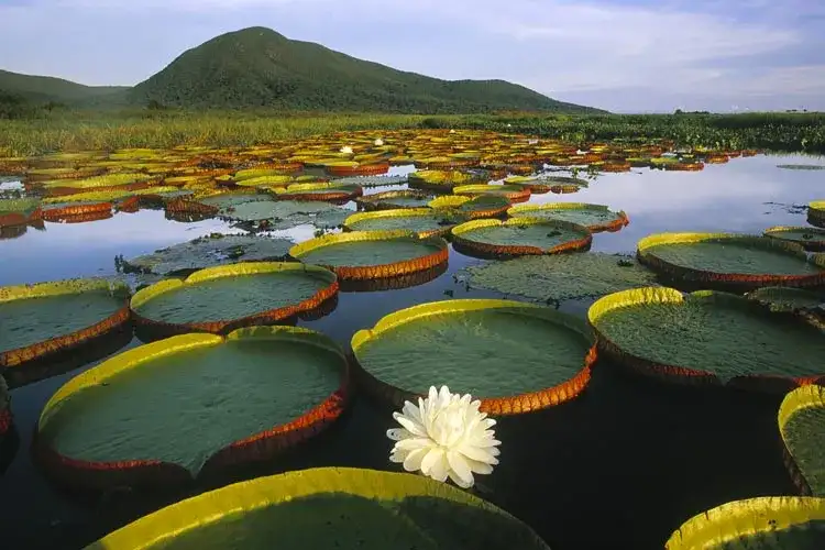 Najlepsze atrakcje w Brazylii, które musisz zobaczyć w podróży