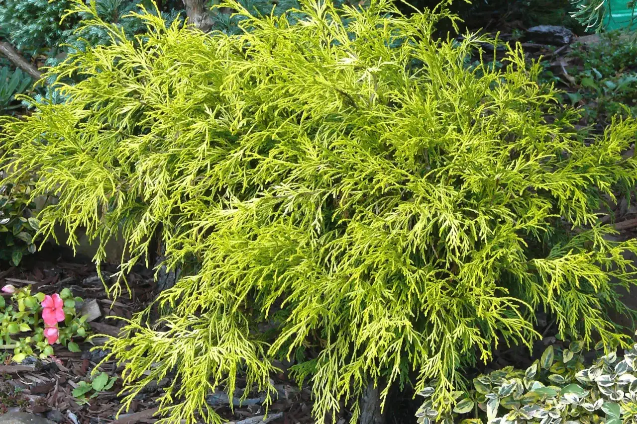 Czy cyprysik przezimuje w gruncie? Sprawdź, jak go ochronić zimą